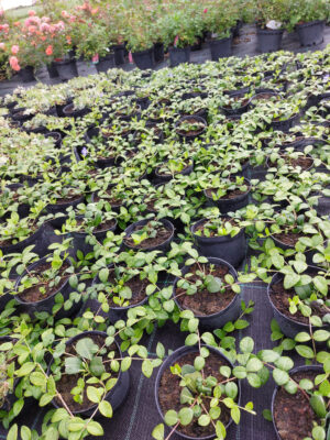 20230608_182720 Barwinek zimozielony