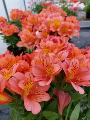 Alstromeria pojemnikowa - Eliane