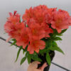20230610_110217 Alstromeria pojemnikowa - Eliane