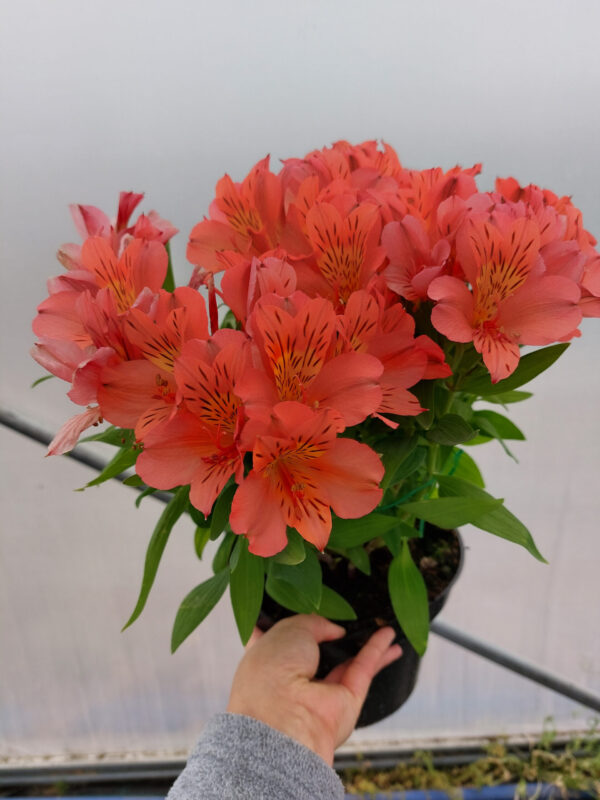 20230610_110217 Alstromeria pojemnikowa - Eliane