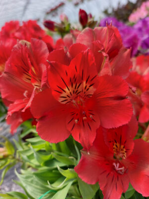 Alstromeria pojemnikowa - Kate