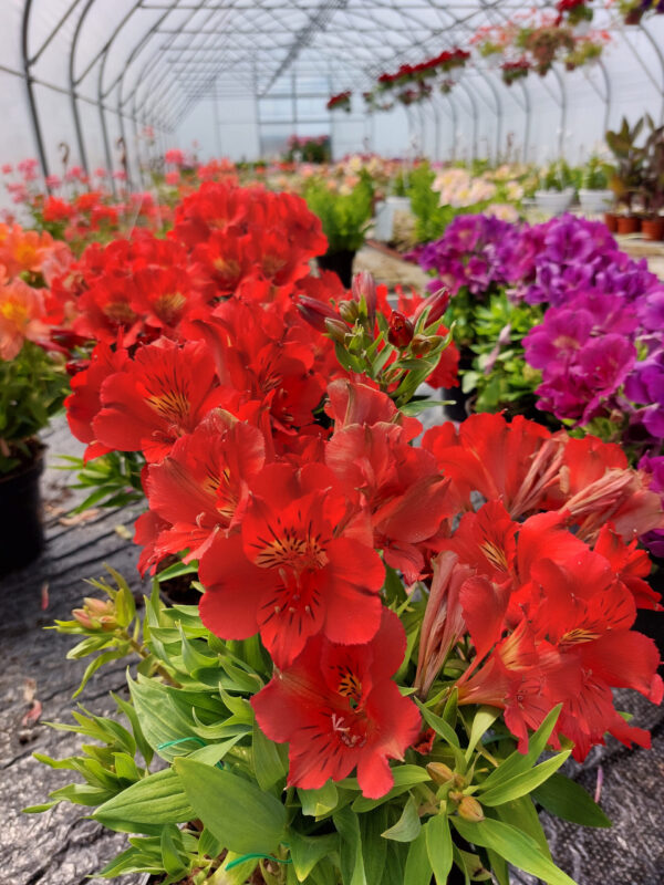 Alstromeria pojemnikowa - Kate