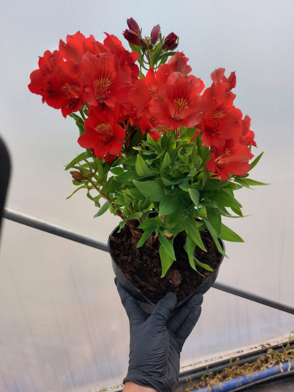 20230615_115215 Kostrzewa popielata | Festuca glauca „Blue Select”