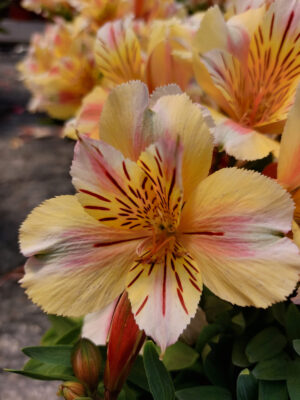 Kostrzewa popielata | Festuca glauca „Blue Select”