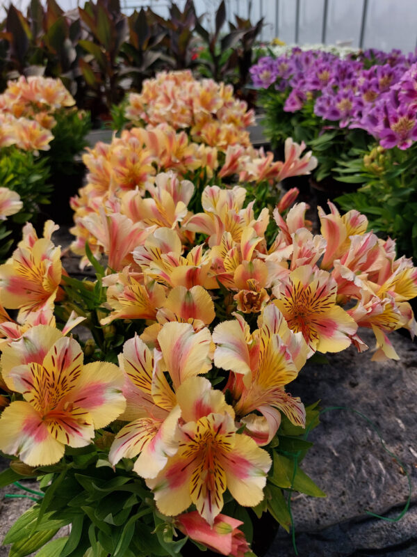 20230615_115506 Kostrzewa popielata | Festuca glauca „Blue Select”