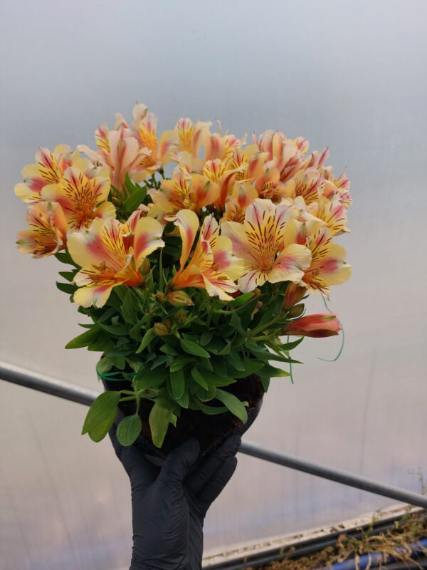 20230615_115515 Alstromeria pojemnikowa - Sara