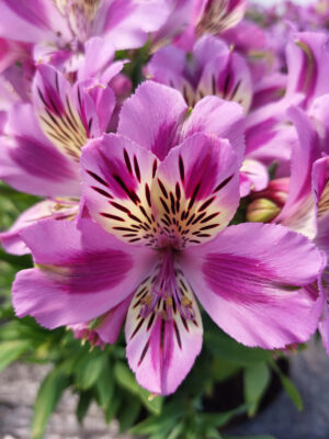 Alstromeria pojemnikowa - Mulan