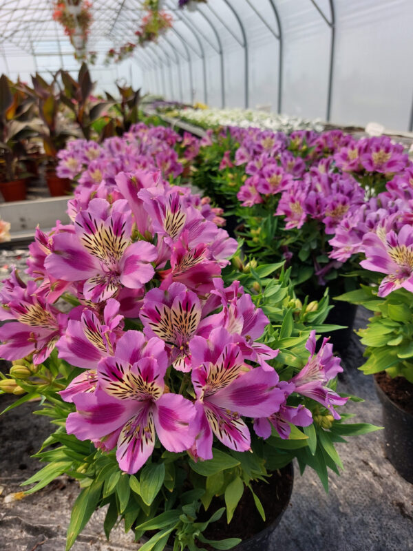 Alstromeria pojemnikowa - Mulan