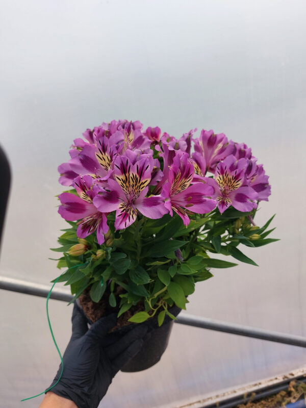 Alstromeria pojemnikowa - Mulan