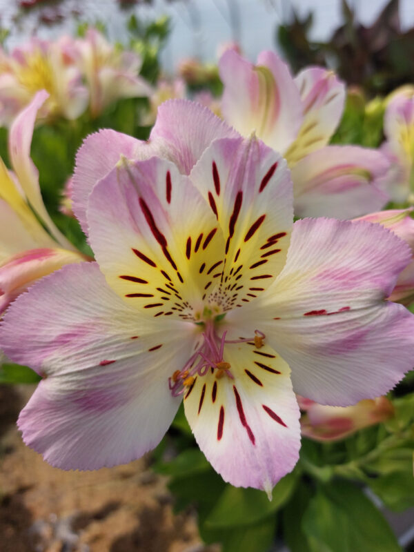 20230615_115605 Alstromeria ogrodowa Times Valley