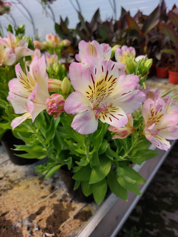 20230615_115608 Alstromeria ogrodowa Times Valley