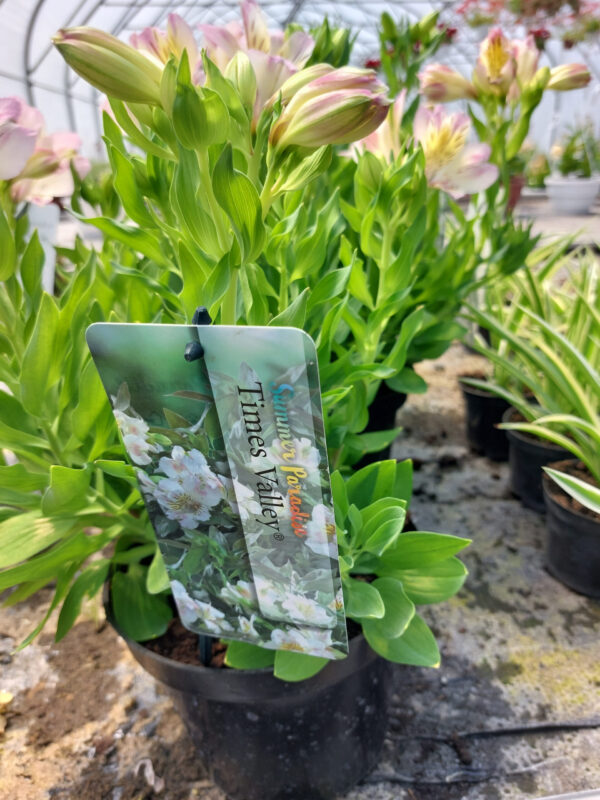 20230615_115617 Alstromeria ogrodowa Times Valley