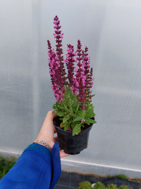 20230617_193811 Szałwia omszona różowa