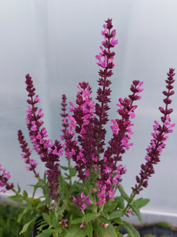 20230617_193816 Szałwia omszona różowa