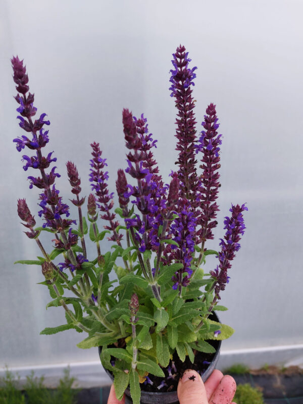 20230617_193838 Szalwia omszona niebieska