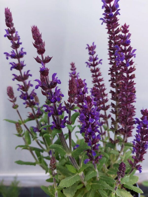 20230617_193841 Szalwia omszona niebieska