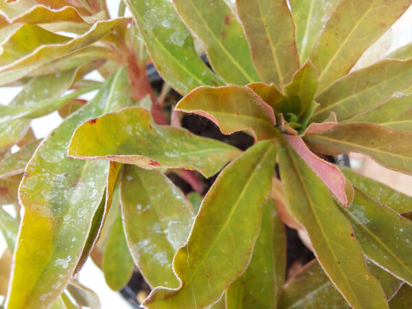 20230624_104504 Wilkomlecz migdałowaty Purpurea