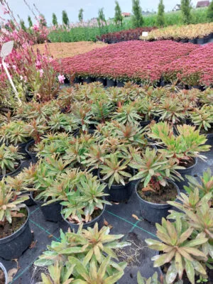 Wilkomlecz migdałowaty Purpurea