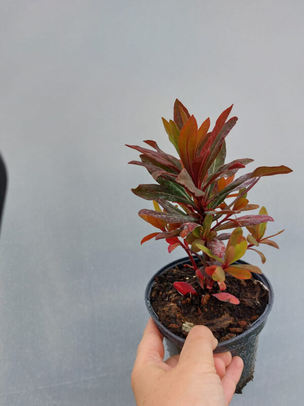 20230624_111528 Wilkomlecz migdałowaty Walberton