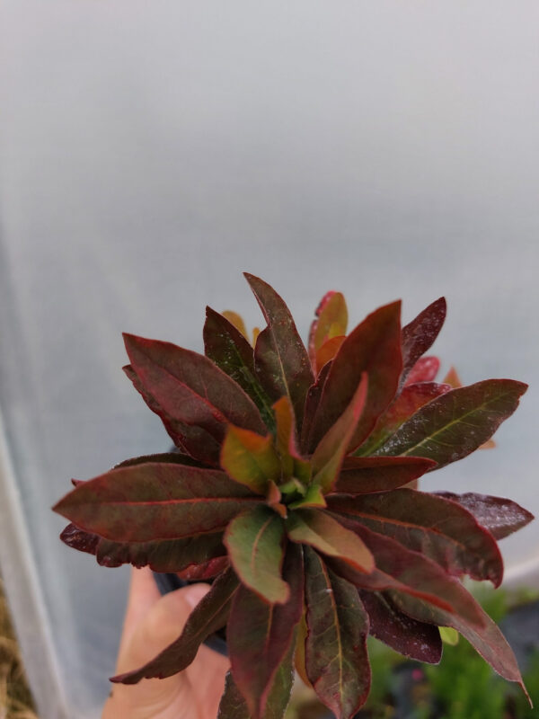 20230624_111535 Wilkomlecz migdałowaty Walberton