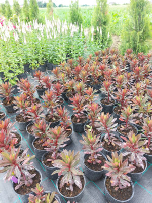 20230624_111550 Wilkomlecz migdałowaty Walberton