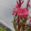 Gaura wieloletnia