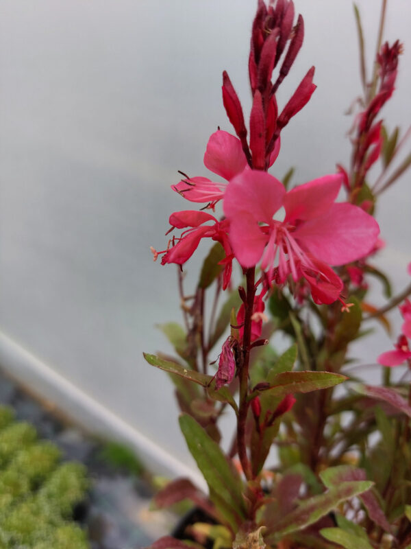 Gaura wieloletnia