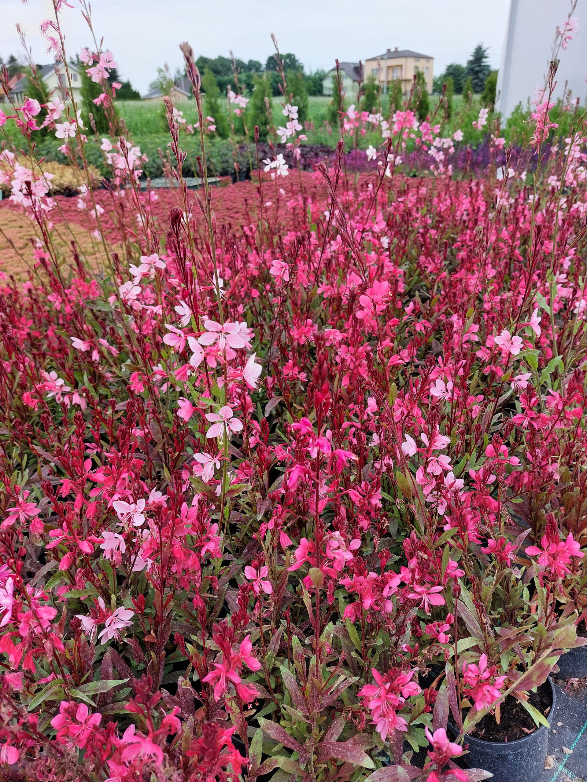 Rośliny ozdobne Car, Jatutów, Zamość, Lublin, Gaura wieloletnia