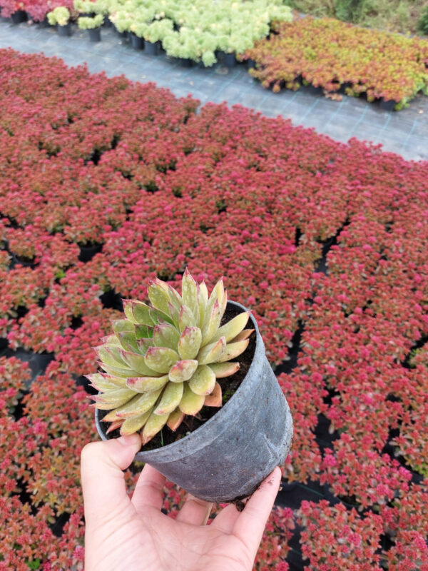 20230624_121200 Santolina Cyprysikowata | Santolina chamaecyparissus 2L