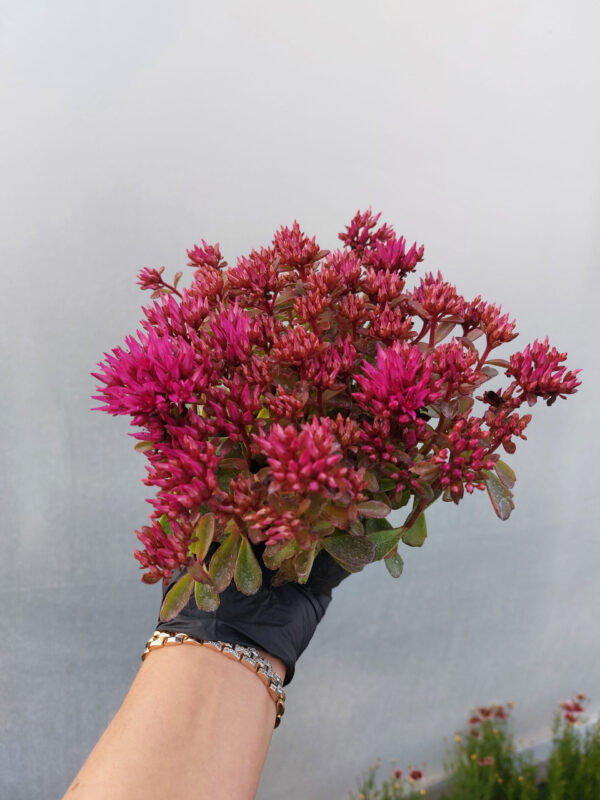 20230627_193206 Santolina Cyprysikowata | Santolina chamaecyparissus 2L