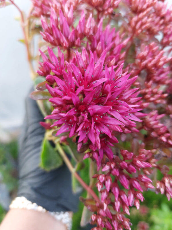 20230627_193222 Santolina Cyprysikowata | Santolina chamaecyparissus 2L