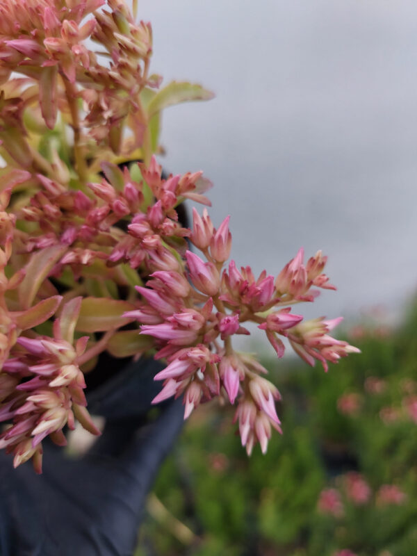 20230627_193259 Rozchodnik kaukaski - jasny róż