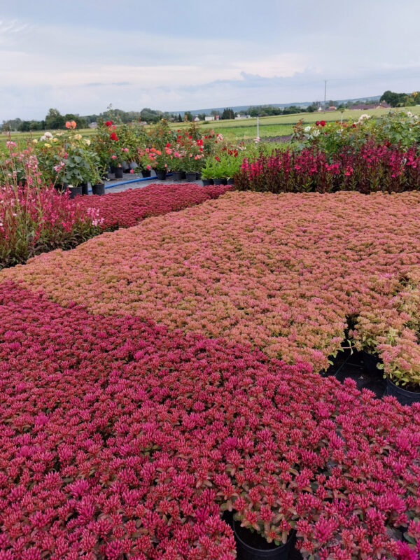 20230627_193313 Rozchodnik kaukaski - jasny róż