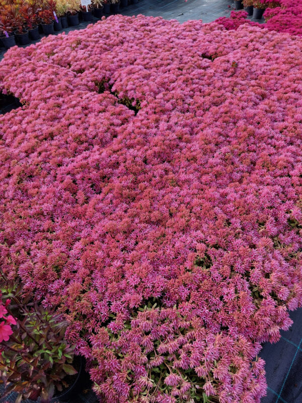 20230707_173534 Rozchodnik kaukaski - jasny róż