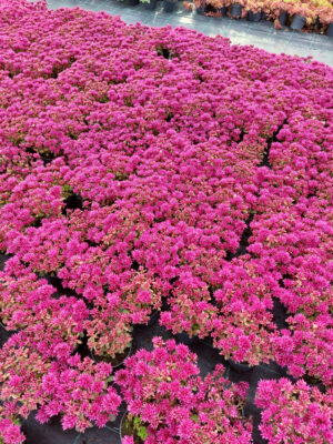 Rozchodnik kaukaski - ciemny róż