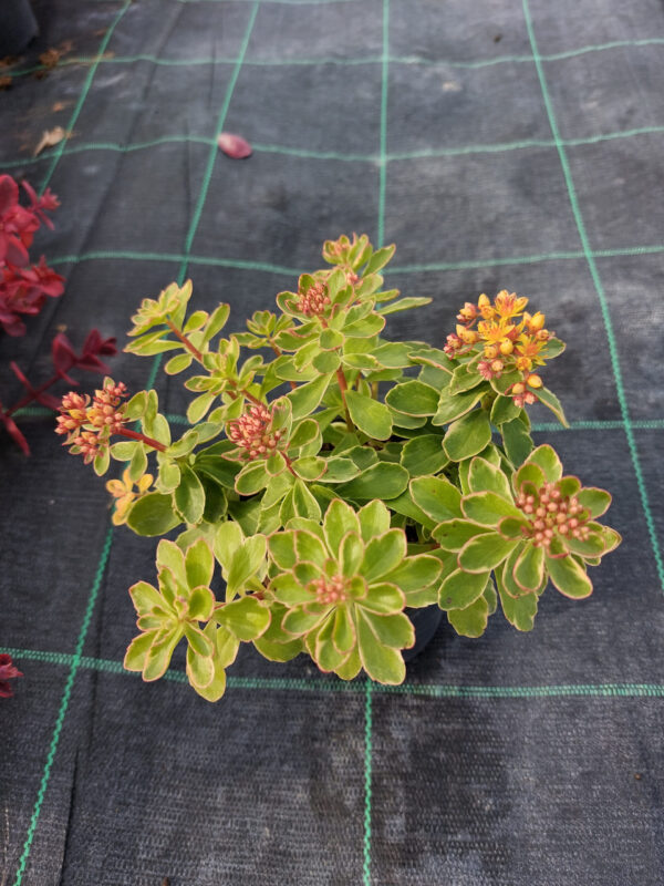 20230707_173815 Rozchodnik kamczacki Variegatum