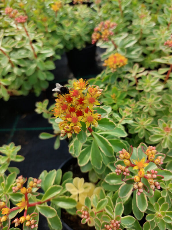 20230707_173821 Rozchodnik kamczacki Variegatum