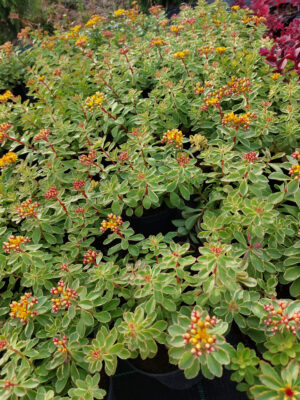 Rozchodnik kamczacki Variegatum