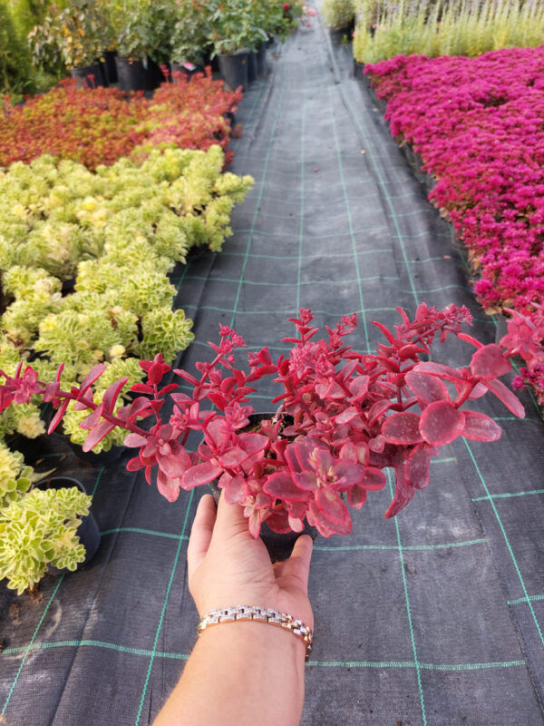 20230707_173910 Rozchodnik czerwony SunSparker