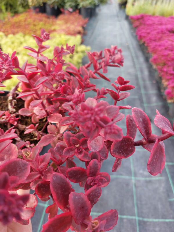 20230707_173913 Rozchodnik czerwony SunSparker