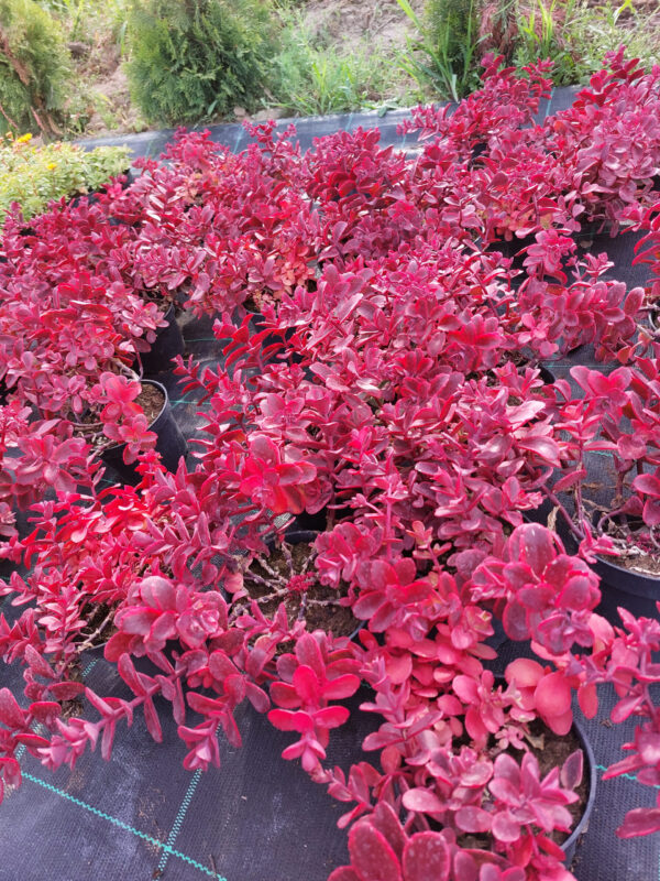 20230707_173919 Rozchodnik czerwony SunSparker