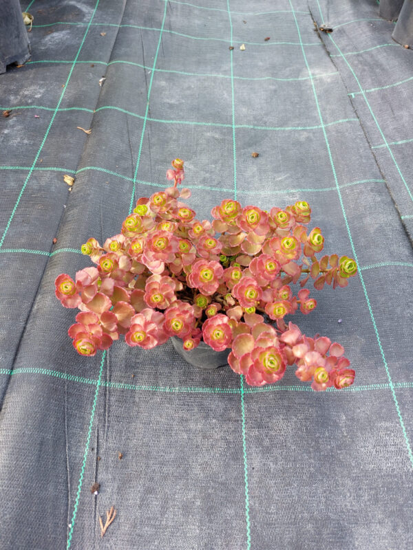 Rozchodnik kaukaski Dragons Blood