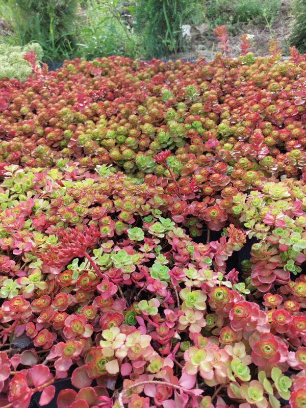 Rozchodnik kaukaski Dragons Blood