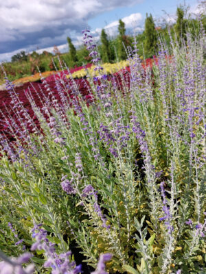 20230727_104446 Pervoskia Atriplicifolia Blue Steel