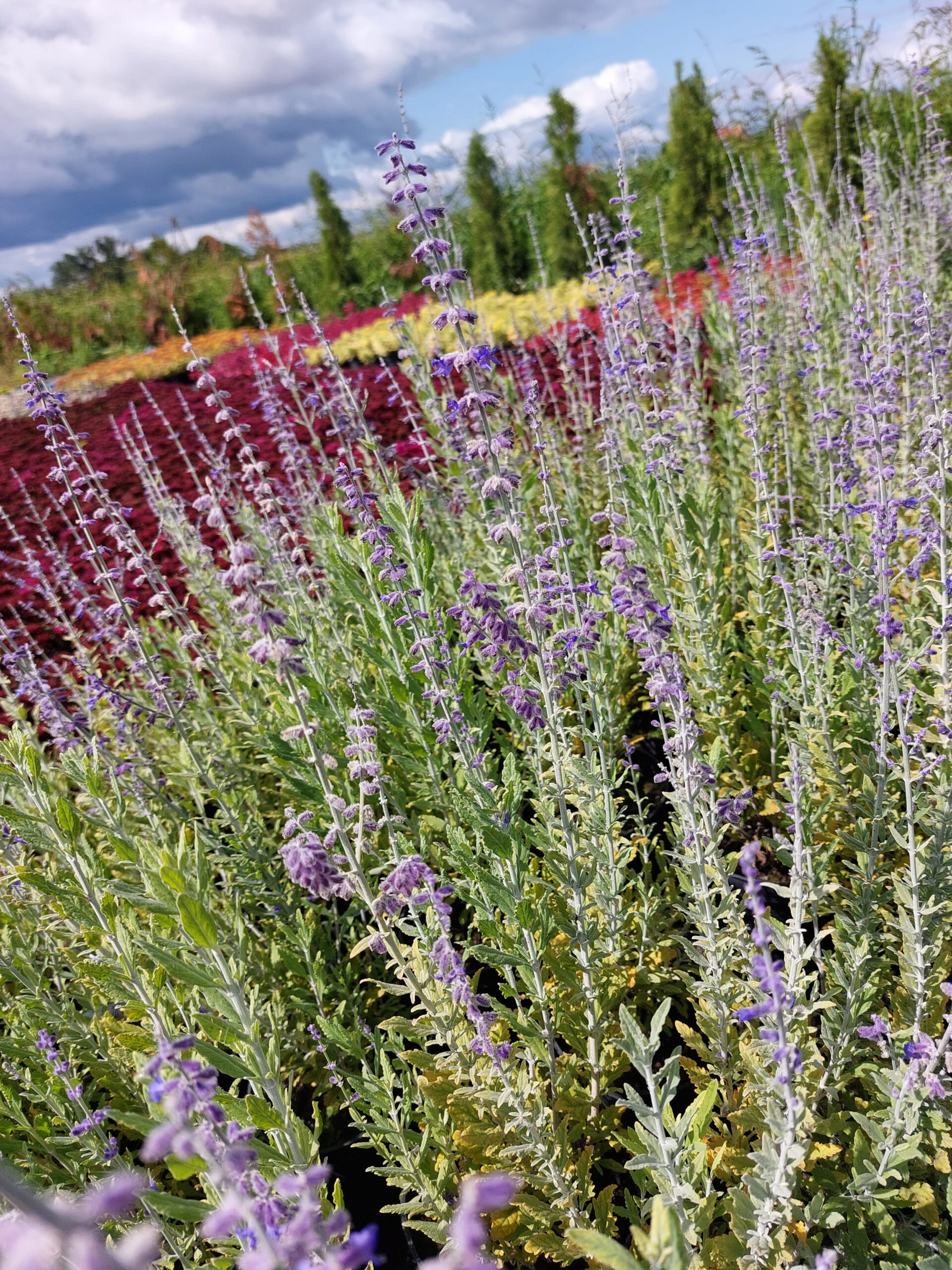Rośliny ozdobne Car, Jatutów, Zamość, Lublin, Pervoskia Atriplicifolia Blue Steel