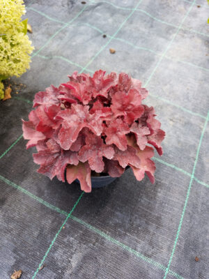 Żurawka- heuchera Northern Exposure