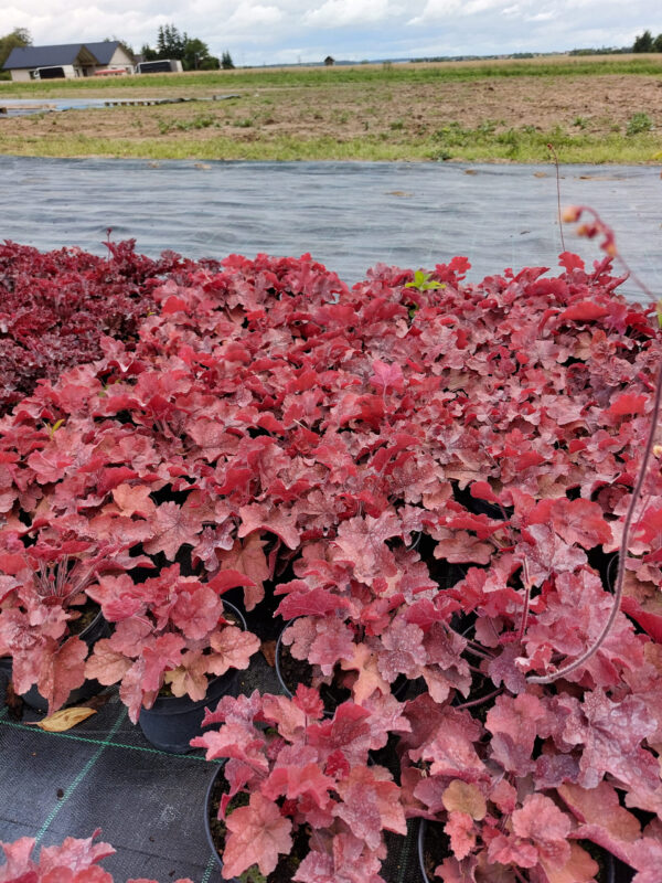 Żurawka- heuchera Northern Exposure