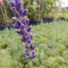 Lawenda Hidcote Blue Strain