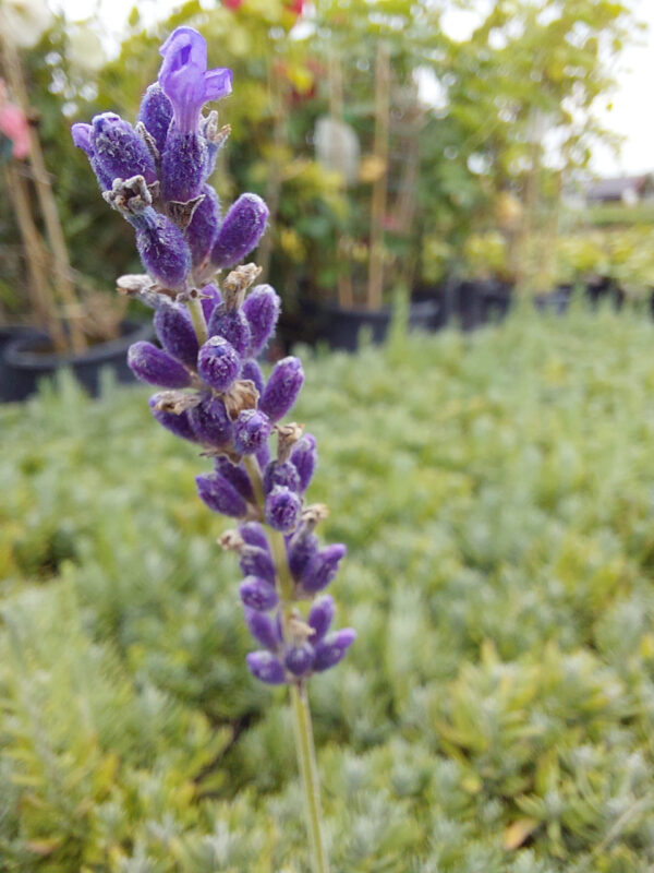 Lawenda Hidcote Blue Strain