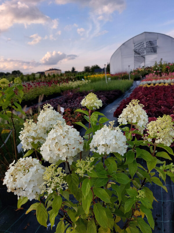 20230731_190410 Hortensja bukietowa Pandora